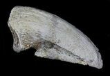 Pachycephalosaurus Claw - Montana #39121-2